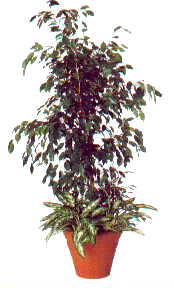 e0067502_1542311.jpg