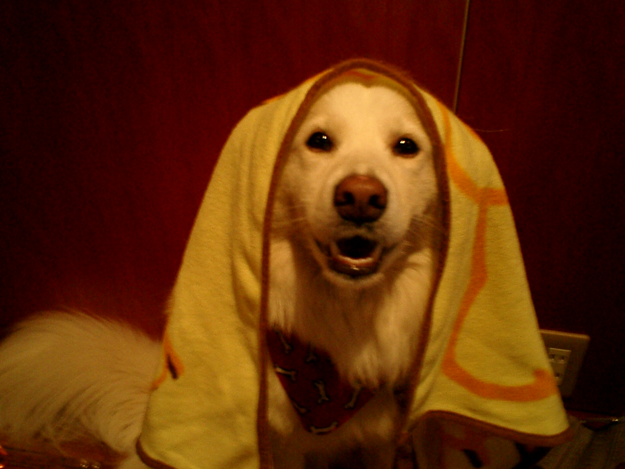 a0032004_4123236.jpg