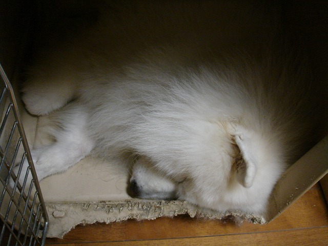 d0059028_20592210.jpg