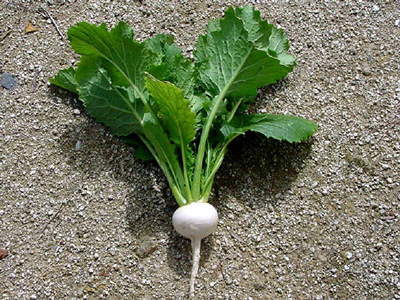 e0008833_13385060.jpg