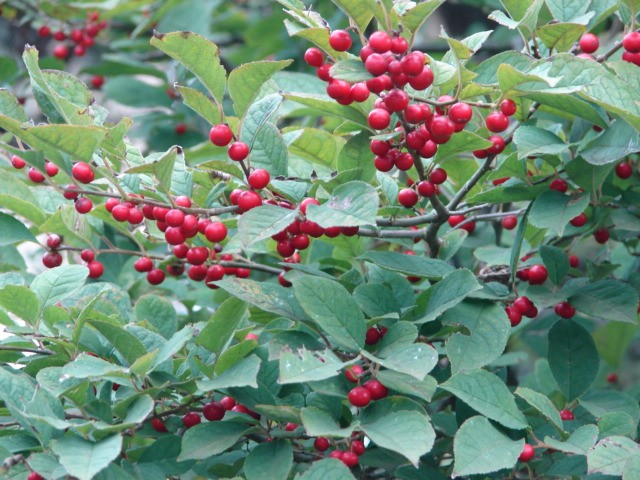 b0061261_2058466.jpg