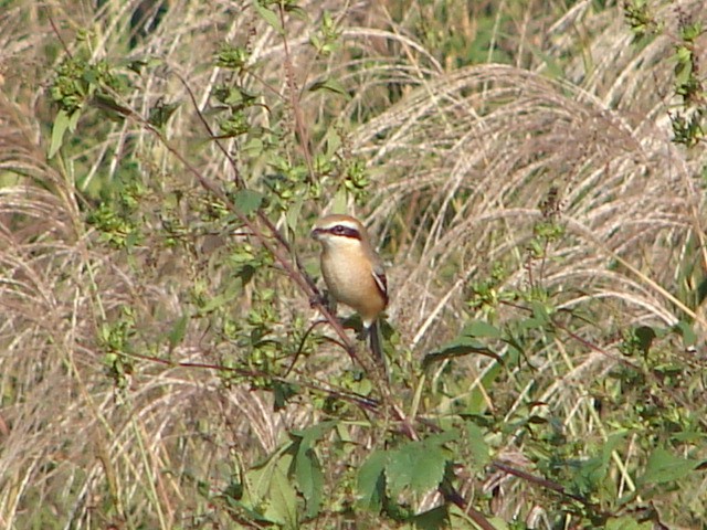 b0061261_21114688.jpg