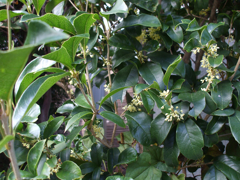 d0063263_8315230.jpg