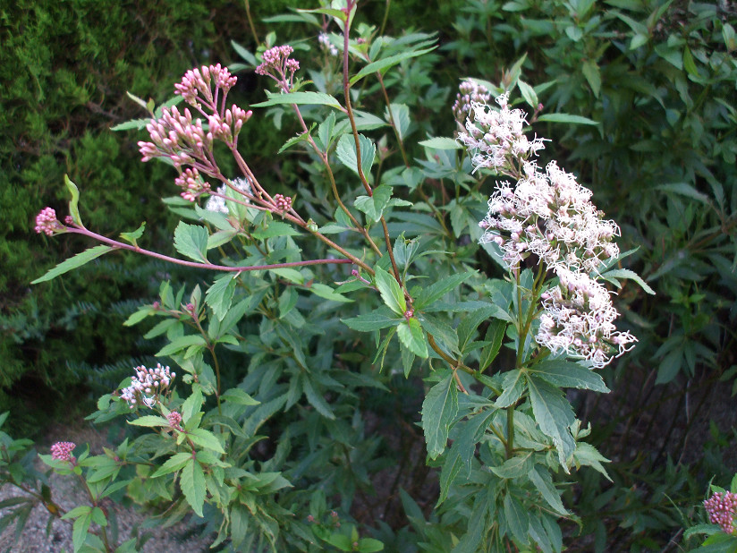 d0063263_8325090.jpg
