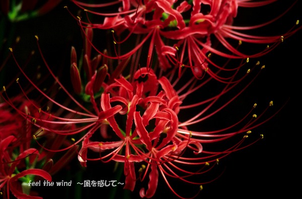 f0063363_20212956.jpg