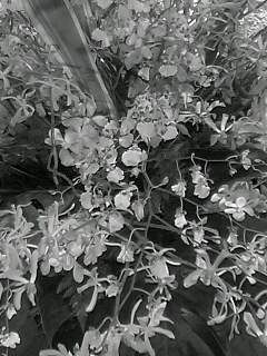 f0100480_1993167.jpg