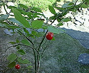 c0118495_0475525.jpg