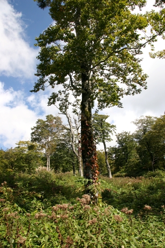 f0034602_10365078.jpg