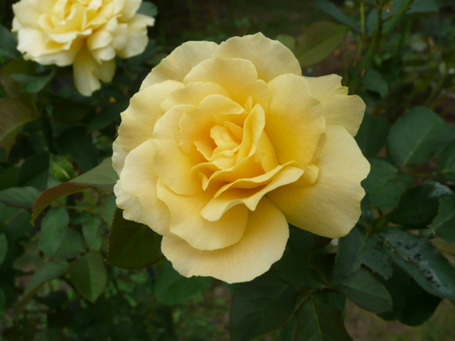 c0097309_1124583.jpg