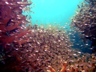 a0043520_70931.jpg