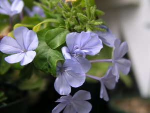 b0031925_11482251.jpg