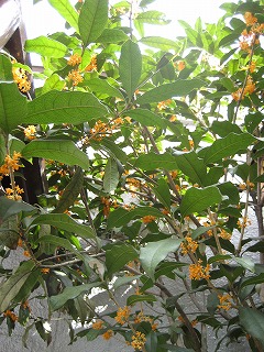 b0006329_22442117.jpg