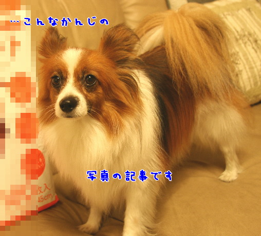 d0013149_902255.jpg