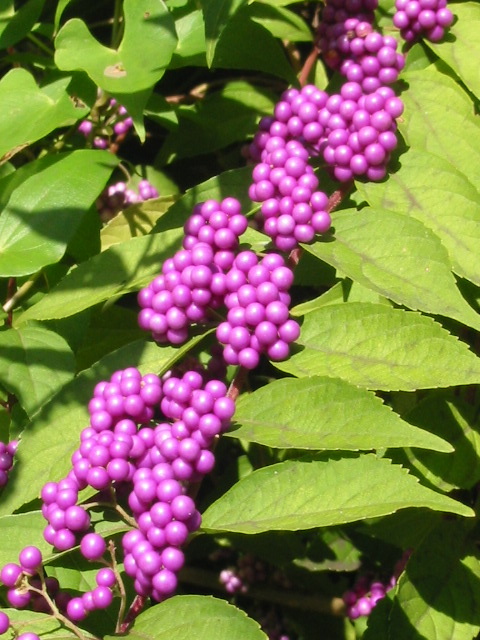 d0094868_10532222.jpg