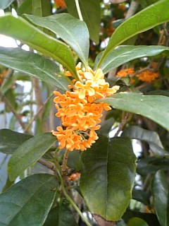 f0000673_17123293.jpg