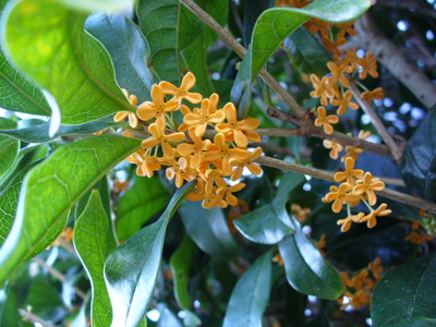 e0026586_1515852.jpg