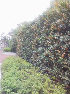 e0126094_23163692.jpg