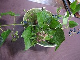 f0139520_23385512.jpg