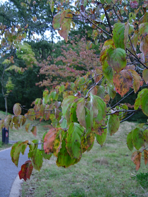 f0078132_351314.jpg