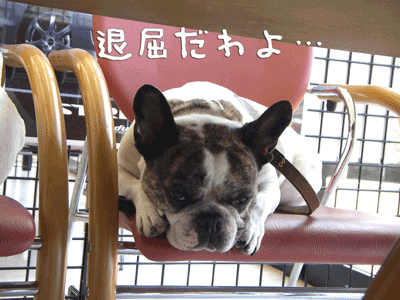 e0008833_206558.gif
