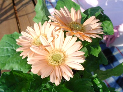f0002833_22475064.jpg