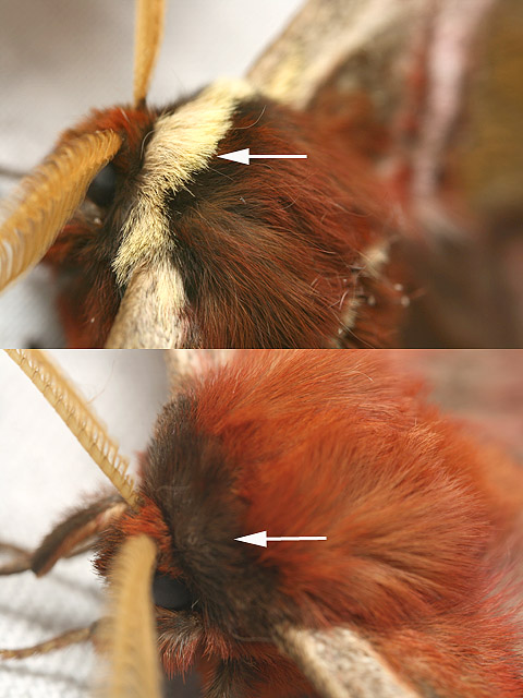e0065734_413978.jpg