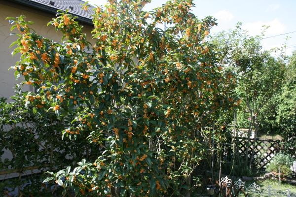 e0114977_21364623.jpg