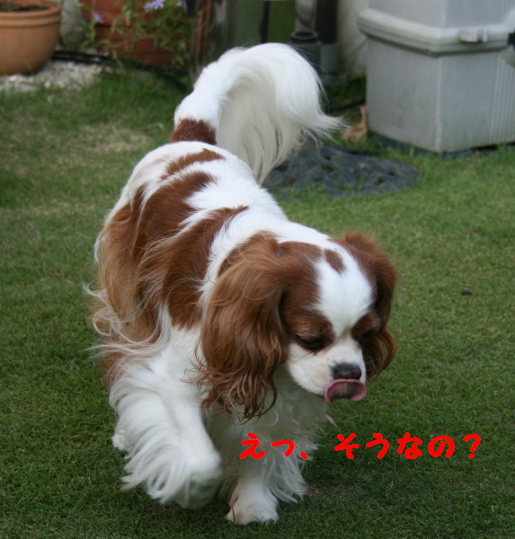 e0114977_2142275.jpg