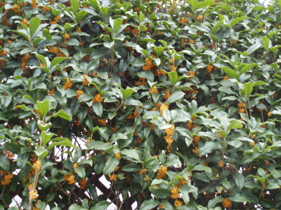 f0130894_2015429.jpg