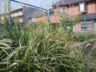 f0130894_2019574.jpg