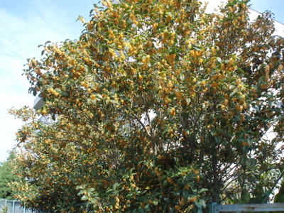 f0130894_2021639.jpg