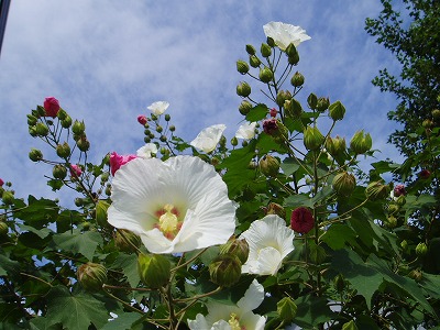 f0147602_12164570.jpg