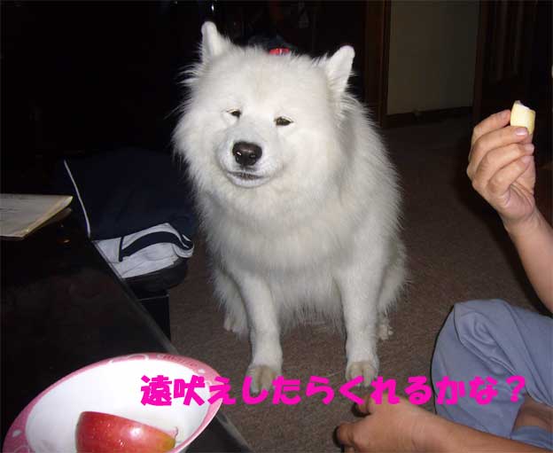 e0018604_2033492.jpg