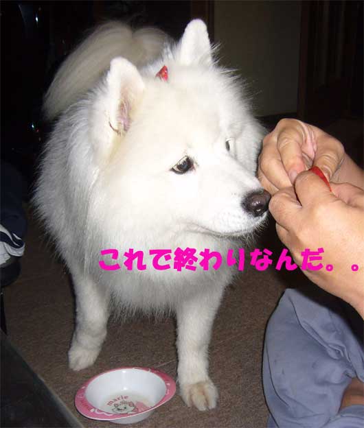 e0018604_2052535.jpg