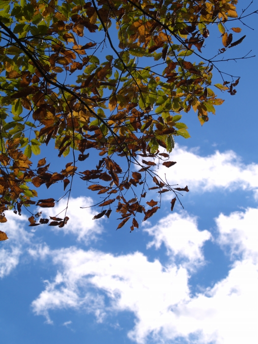 c0116732_11264641.jpg