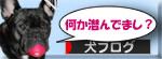 にほんブログ村 犬ブログへ