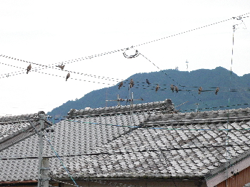 e0111346_90898.jpg