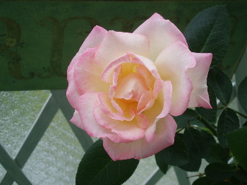 f0084747_022166.jpg