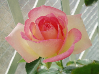 f0084747_9382190.jpg