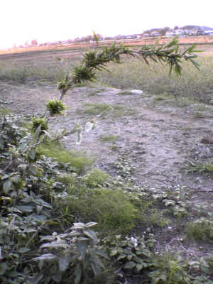 f0153547_1831831.jpg