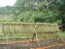 d0112350_111174.jpg
