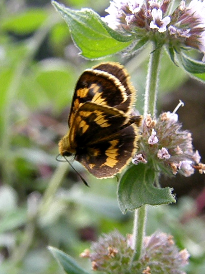 e0064158_23585750.jpg