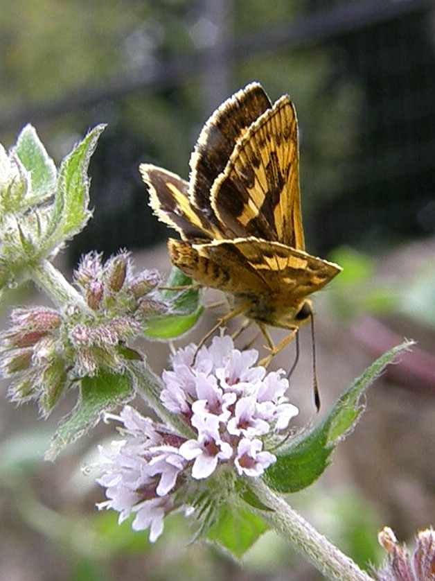 e0064158_23594480.jpg