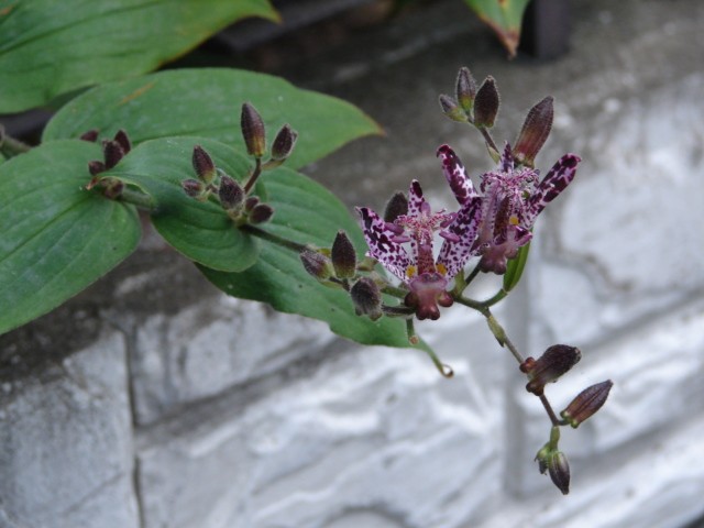 b0061261_20282317.jpg