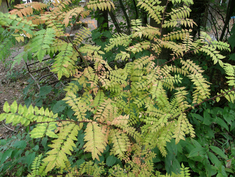 c0110361_1445561.jpg