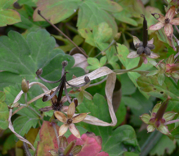c0007501_2218926.jpg