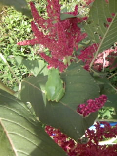 f0135908_13138100.jpg