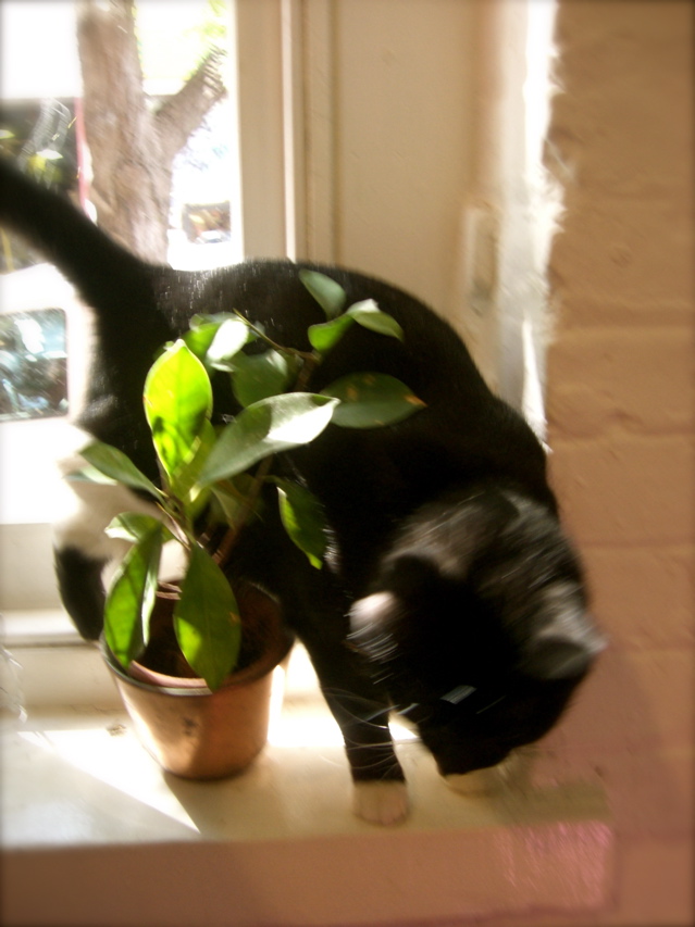 c0120817_1112767.jpg