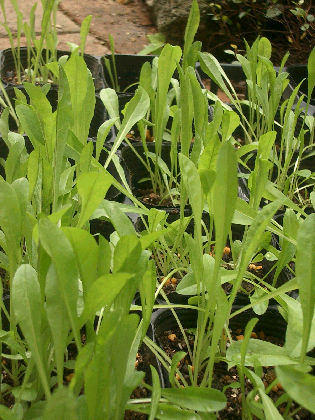 c0086221_1351933.jpg