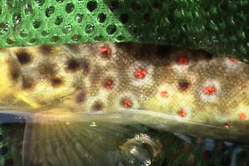 a0097823_10295732.jpg